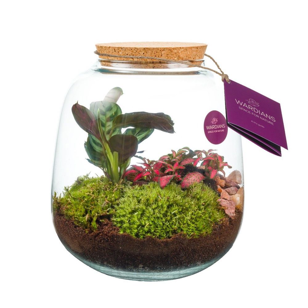 Wardians® Ecosystem - Sphere medium, Ohne Verpackung Wardians® Ecosystem - Sphere medium, Ohne Verpackung
