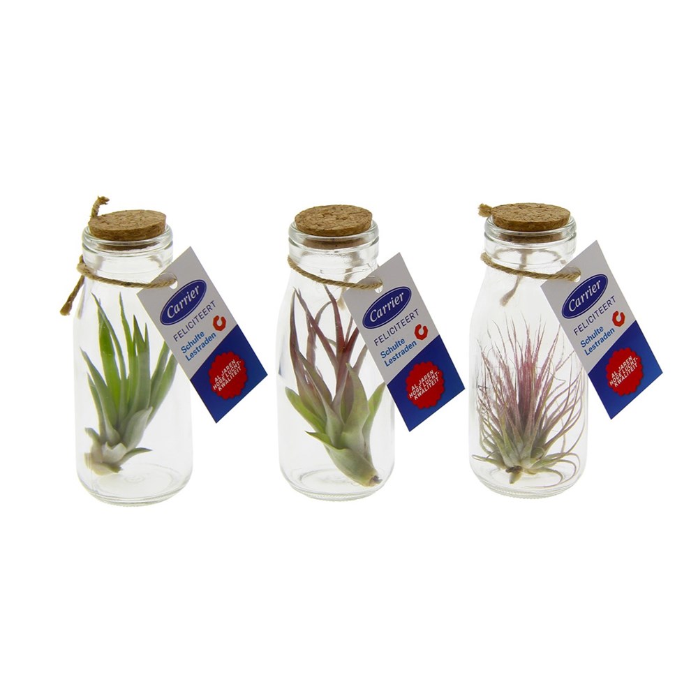 Airplant - Glass bottle large Airplant - Glass bottle large
