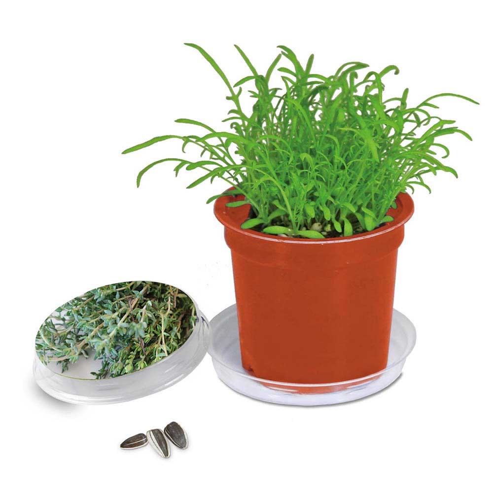 Florero-Töpfchen mit Samen - terracotta - Thymian Florero-Töpfchen mit Samen - terracotta - Thymian