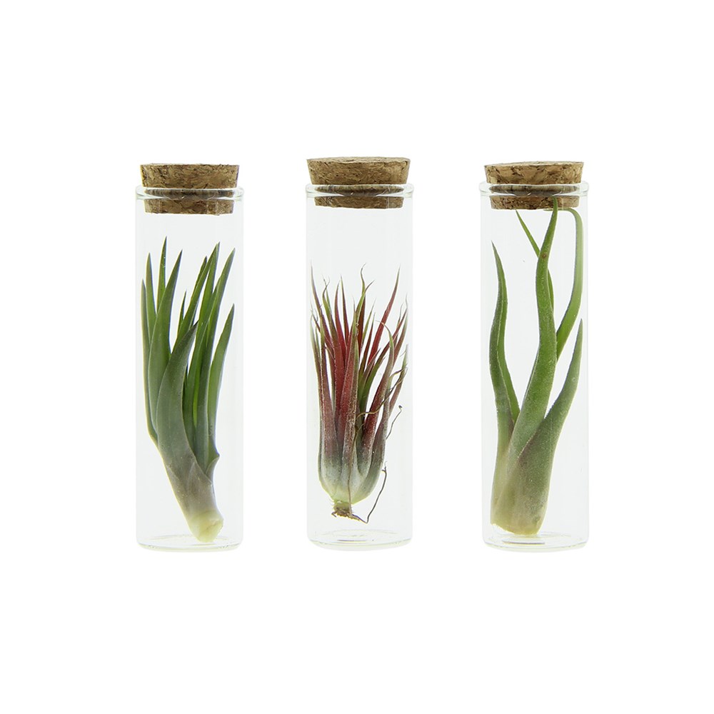 Airplant - Glass bottle small Airplant - Glass bottle small