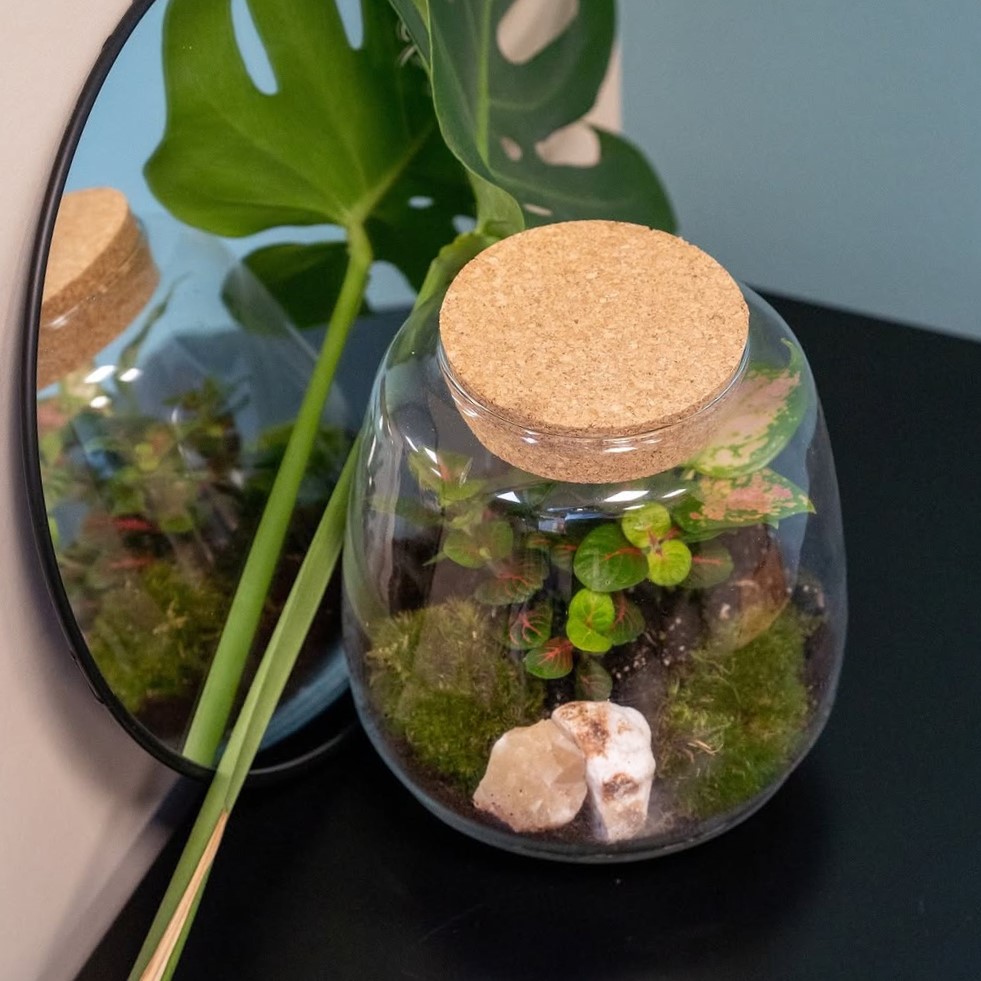 Wardians® Ecosystem - Sphere medium, Ohne Verpackung Wardians® Ecosystem - Sphere medium, Ohne Verpackung