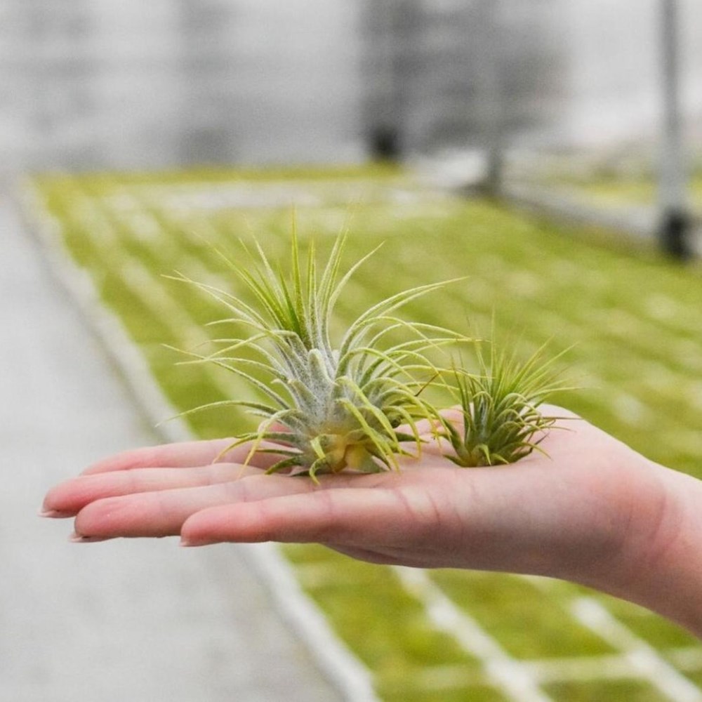 Airplant - Glass bottle large Airplant - Glass bottle large