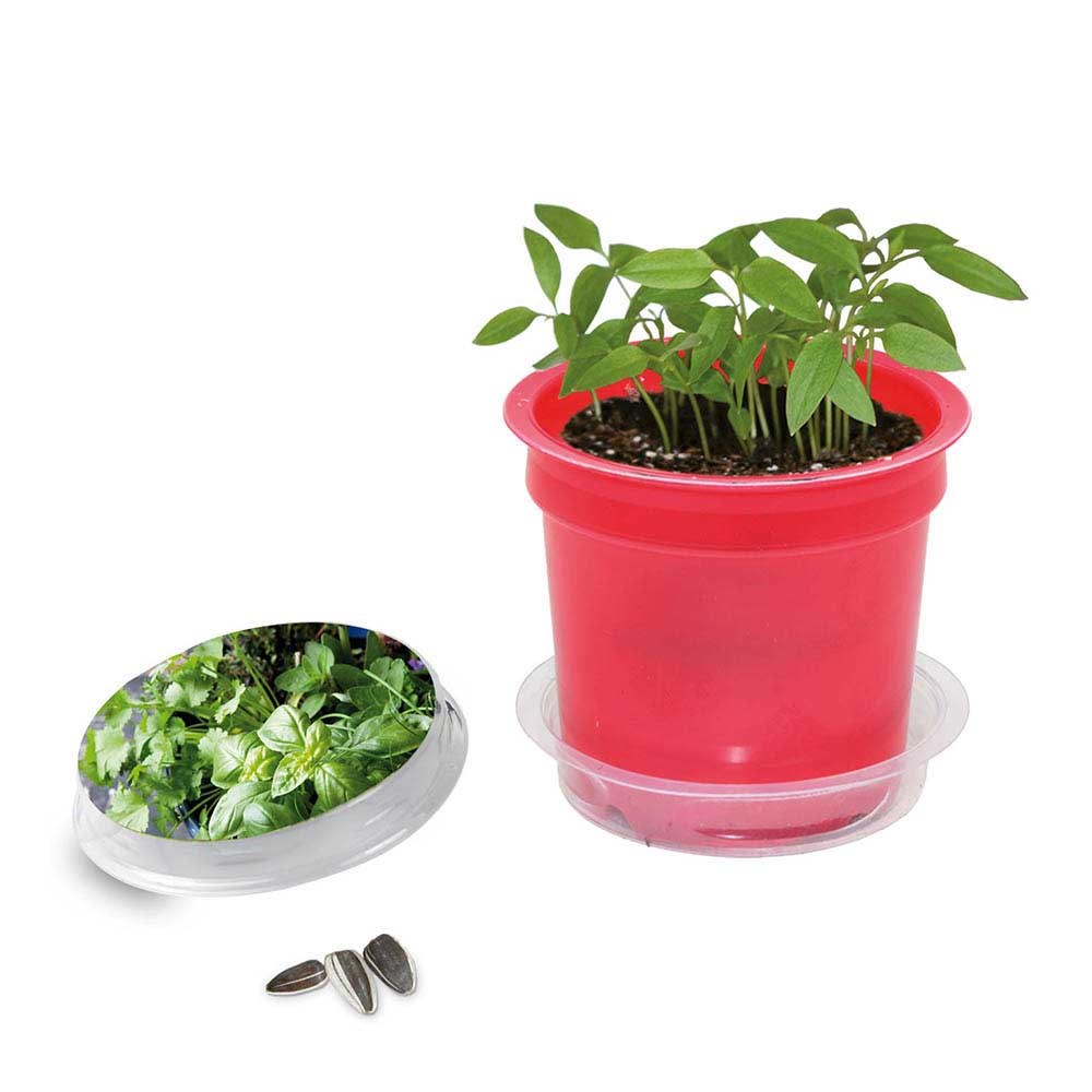 Florero-Töpfchen mit Samen - rot - Kräutermischung Florero-Töpfchen mit Samen - rot - Kräutermischung