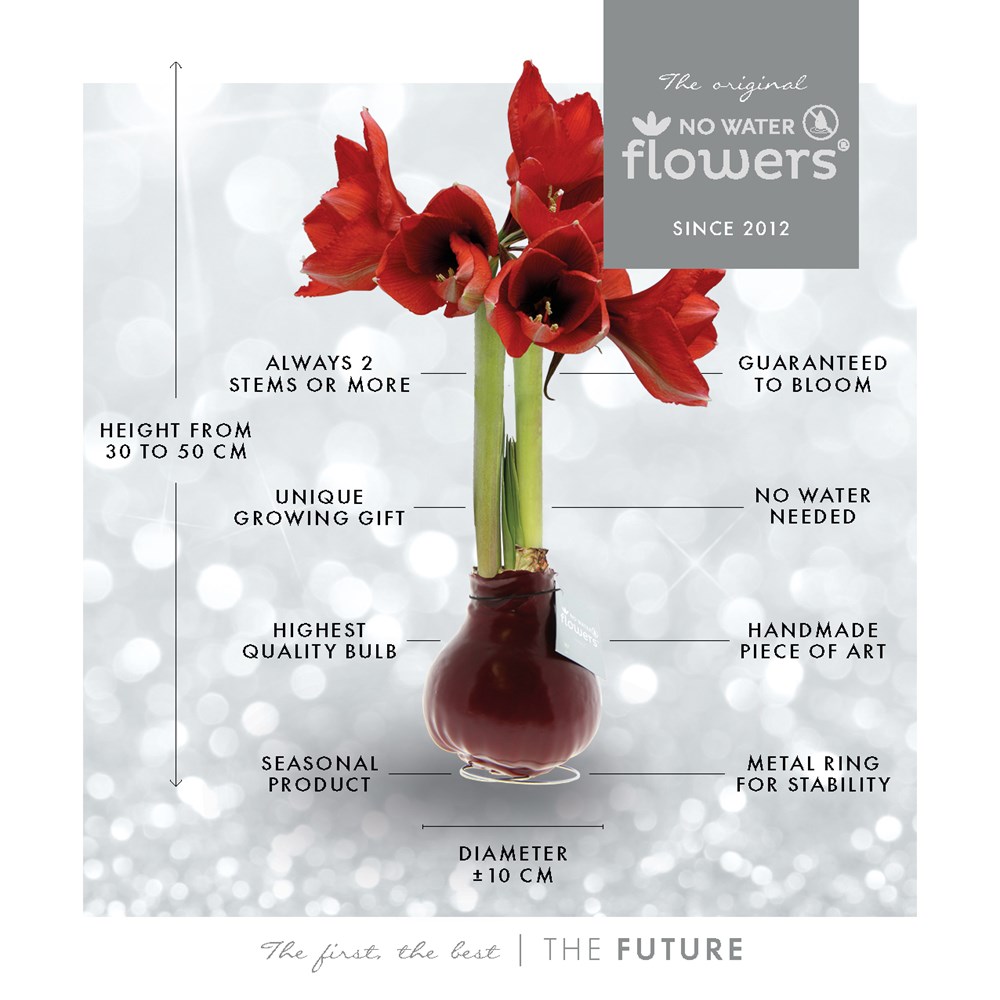 No Water Flowers® - Jingle Bellz, Ohne Verpackung, Pastellrosa