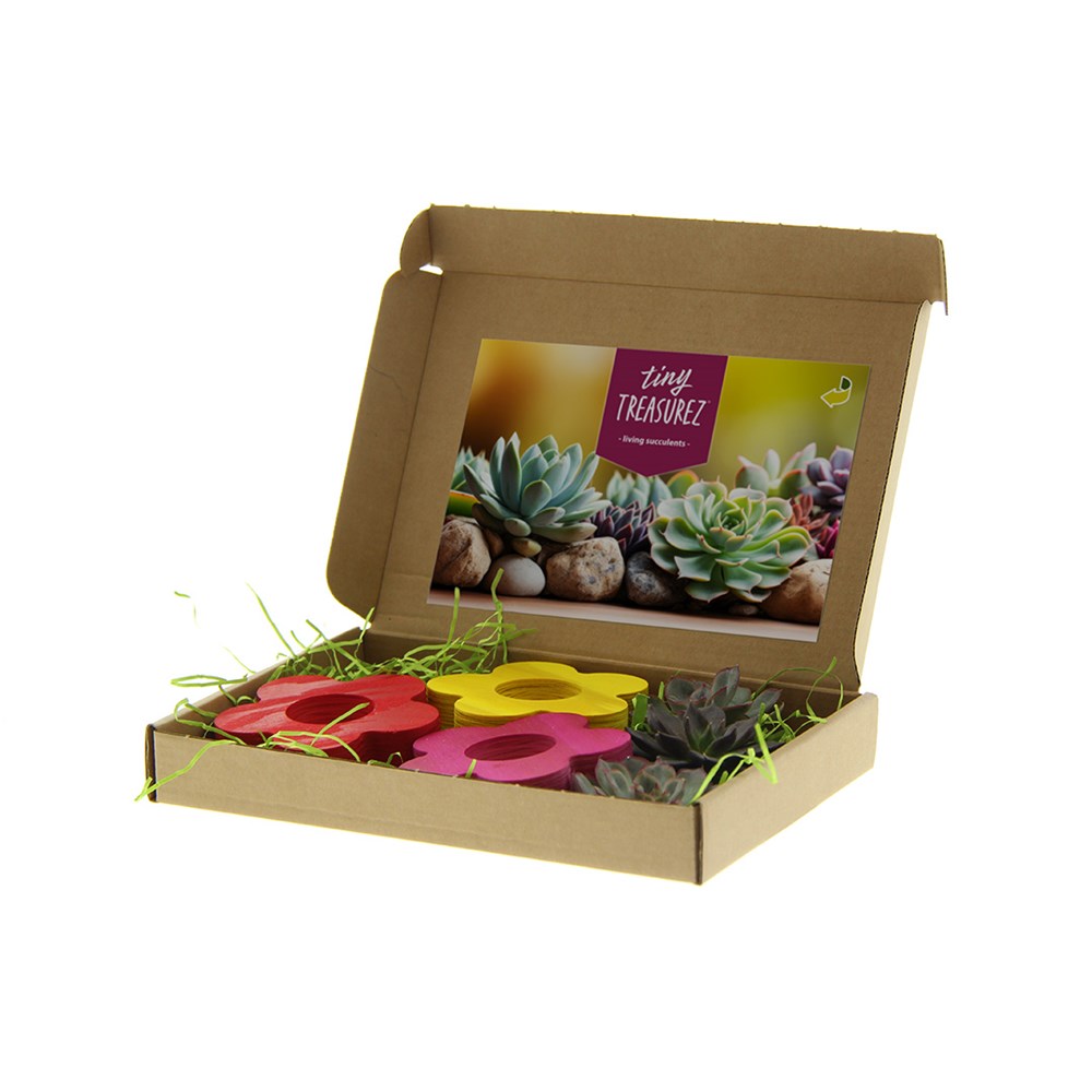 Tiny Treasurez® - Colourful blooms trio im Briefkastenkarton